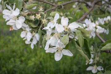 Apple blossom, branch with flowers, spring blossom. Sunny day, blurred background.