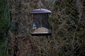 Nuthatch staring at camera