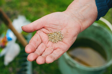 Woman holding spinach seeds in her hand