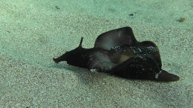 Black sea hare or Mottled seahare (Aplysia fasciata) flaps its wings trying to rise into the water column.