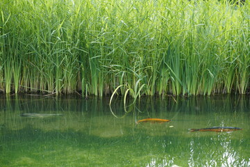 Paisible comme des poissons dans l'eau