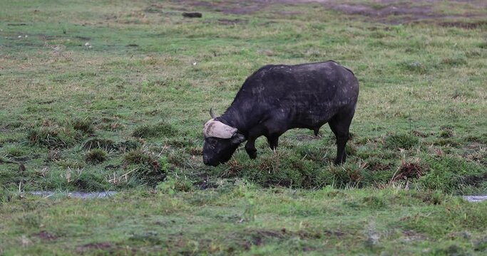 Buffalo walk in the amboseli marshes