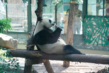 giant panda eating