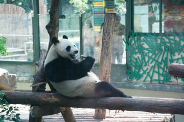 giant panda eating bamboo © Richard Zhang