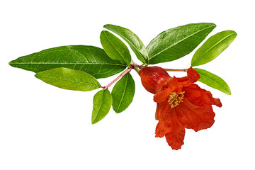 pomegranate flower isolated on white background