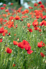 Poppy flowers in the garden, early spring on a warm sunny day, against the backdrop of spring green grass. High quality photo