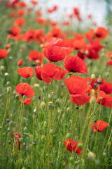 Poppy flowers in the garden, early spring on a warm sunny day, against the backdrop of spring green grass. High quality photo