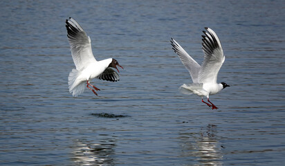 Fototapeta na wymiar An action shot of a black-headed gull being closely pursued by another gull in flight over water. 