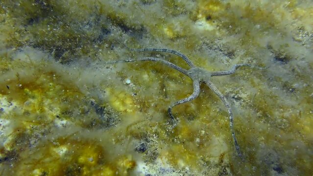 Underwater life: Ophiura is crawling along bottom overgrown with brown algae. Mediterranean.