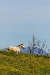 horse in the mountains