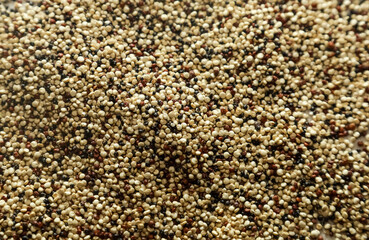 Closeup of tricolor Quinoa seeds, edible gluten-free, grain crop in amaranth family (Chenopodium quinoa)