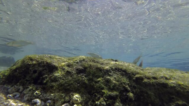 A school of Golden gray mullet (Liza aurata) fry collects sediments from a rock against the background of the water surface.