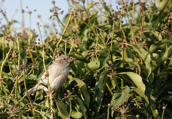 A female house sparrow perching in a garden bush. 