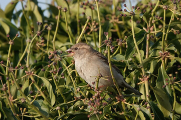 A female house sparrow perching in an ivy bush and eating seeds. 