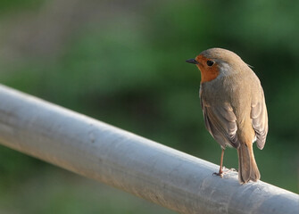 A cute robin perching on a metal rail against a defocused green background. 