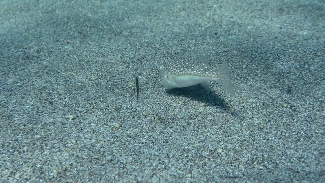 Yellowspotted Puffer or Studded Pufferfish (Torquigener flavimaculosus) slowly swims over the sandy bottom, picking up bits of food in its mouth. Mediterranean.