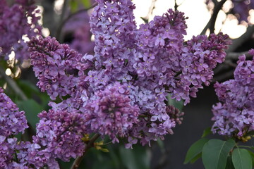 lilac flowers in the garden