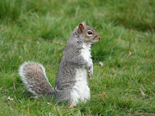 A side view of a grey squirrel standing on the grass. 
