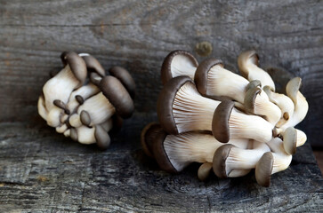 Oyster mushroom or Pleurotus ostreatus on old wooden background.Organic vegetable food concept.Selective focus.