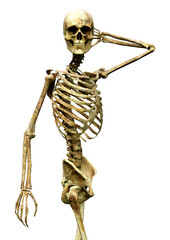 3D Rendering Human Skeleton on White