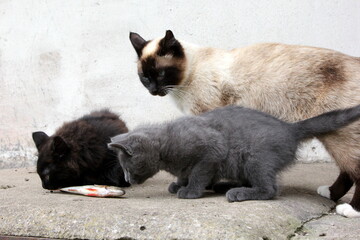 Siamese cat mom with Little gray kitten and black kitten playing with fish on the farm