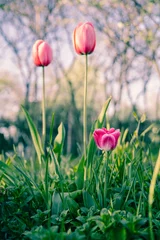 Fotobehang pink BLOOMING tulip in a flower bed among spring greenery © Татьяна Буланова