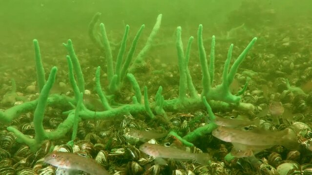A group of invasive fish Round goby (Neogobius melanostomus) against the background of a freshwater sponge (Spongilla lacustris).