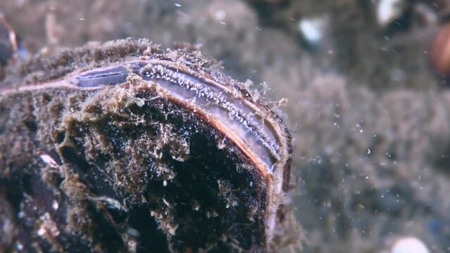 Freshwater bivalve Swan mussel (Anodonta cygnea) at the bottom of the river, closes and reopens the siphon to filter water, close-up.