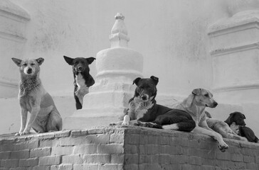 Dog Squad