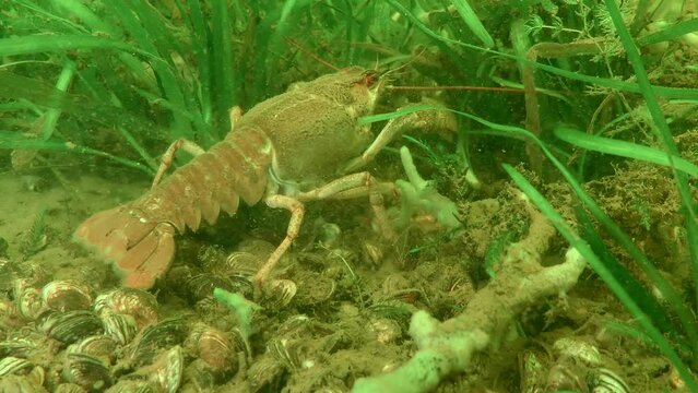 A large Danube crayfish (Pontastacus leptodactylus) crawls into the thickets of green aquatic plants, close-up.
