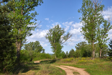 Fototapeta na wymiar Sunny summer scene. Countryside landscape.Green field and growing poplars. Russian landscape.