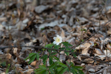 Wood anemone close up, early spring flowering plant in forest, white flower with yellow pollen
