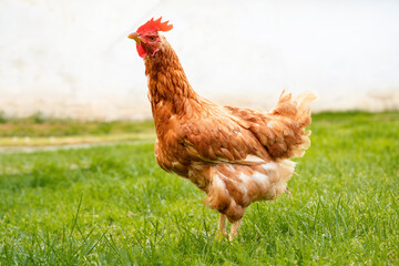 Top view of delicious fruit cake, with strawberries, blueberries and chocolate 