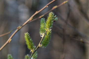 European aspen catkin close up, twig with green female catkin with seed