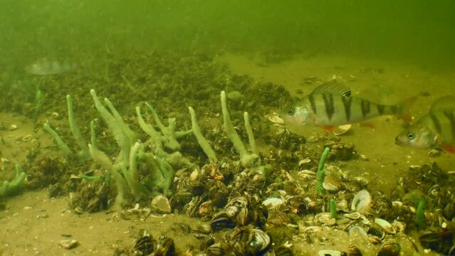 Alien Species: A group of Barsch or European perch (Perca fluviatilis) swims into the frame and starts looking for food.