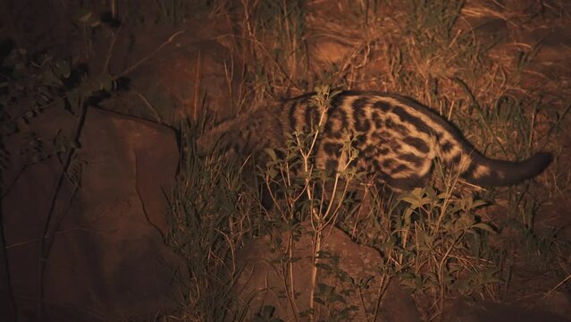 Civet sniffing between stones in african savannah grass at night.