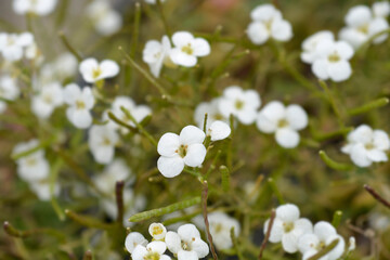Mountain rock cress