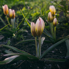 Fototapeta premium closed tulip bud of the botanical 