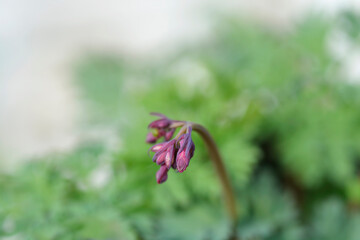 Pacific Bleeding Heart