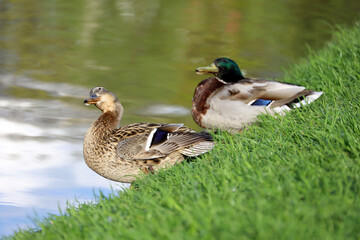 Couple of mallard ducks looking up curiously sitting on a lake coast in green grass. Male and female wild ducks in spring or summer park