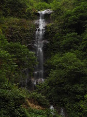 Obraz premium wild jungle of costa rica