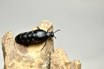 Black t-shirt beetle meloe proscarabaeus top view.
