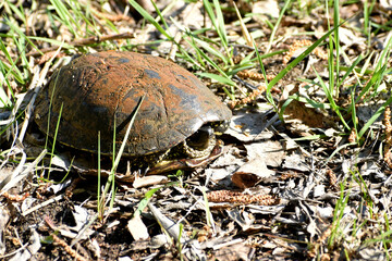 River turtle basking on the shore.