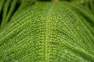 green leaf macro