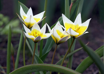 Four wild tulips blossom in nature