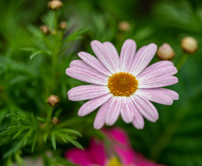 Obraz premium pink daisy flower