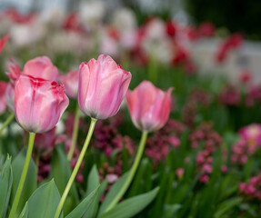 red and white tulips