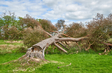Old fallen tree cut off at the base