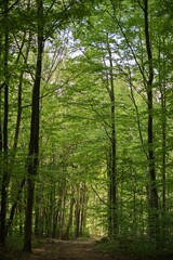 forest in the morning