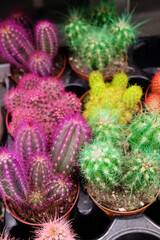 Cacti with different colored needles on a counter of shop
